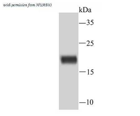 HUABIO R1601-9 image 1