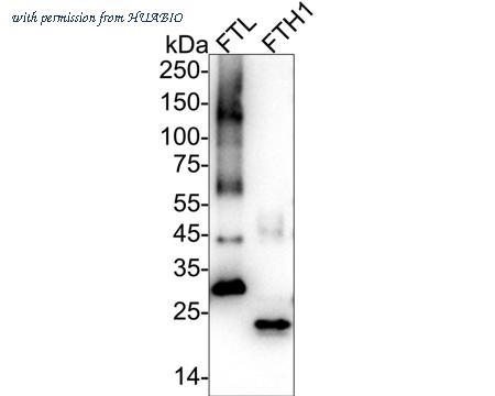 HUABIO R1601-9 image 2