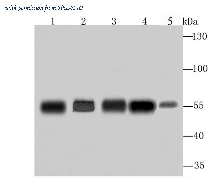 HUABIO R1706-7 image 1