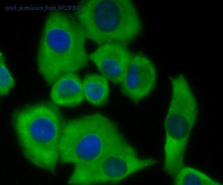 HUABIO R1706-7 image 2