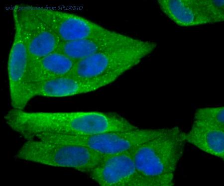 HUABIO R1706-7 image 3