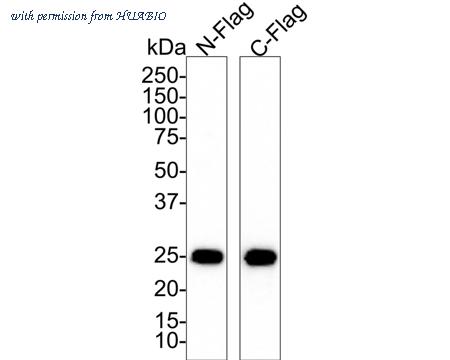 HUABIO HA601185 image 1