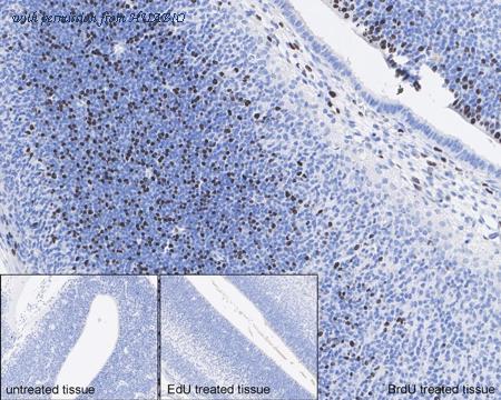 HUABIO HA601222 image 1