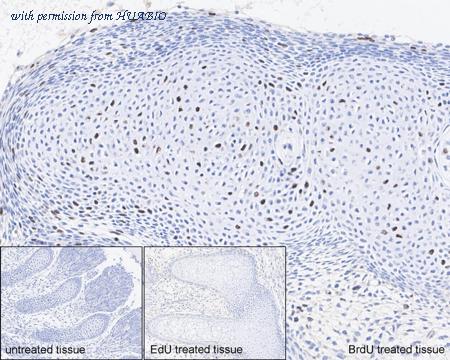 HUABIO HA601222 image 2