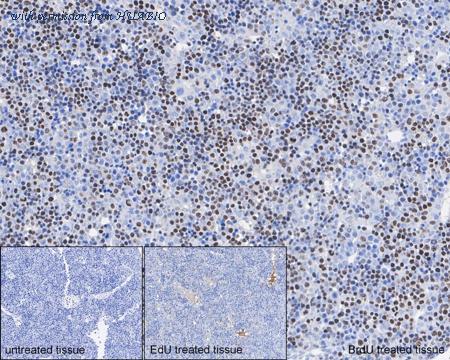 HUABIO HA601222 image 3