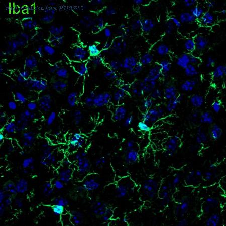 HUABIO HA601367 image 1