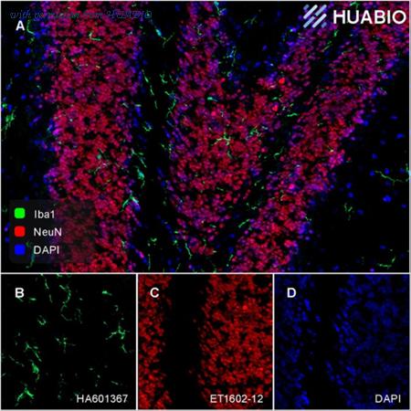 HUABIO HA601367 image 2