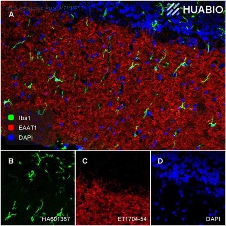 HUABIO HA601367 image 3