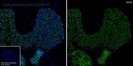 HUABIO HA601397 image 2