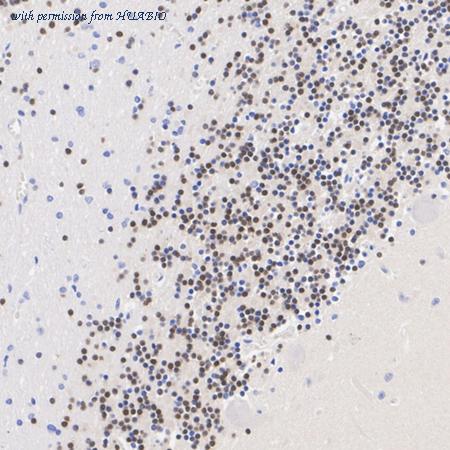 HUABIO HA601397 image 3