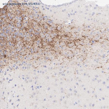 HUABIO HA601401 image 3