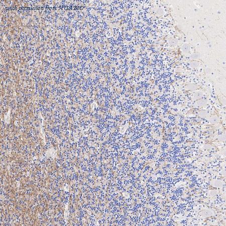 HUABIO HA601414 image 3