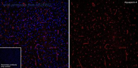 HUABIO HA601461 image 1