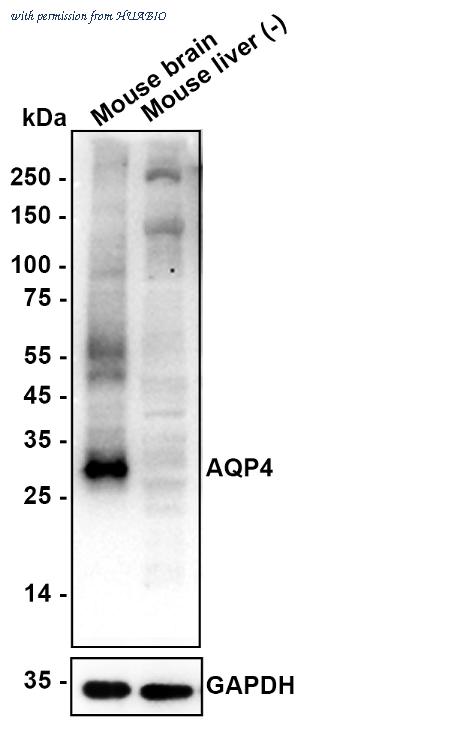 HUABIO HA601461 image 2