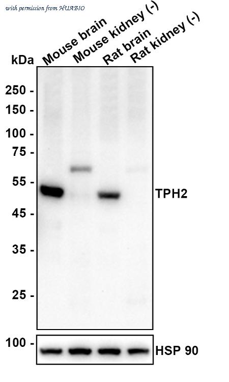 HUABIO HA601493 image 1
