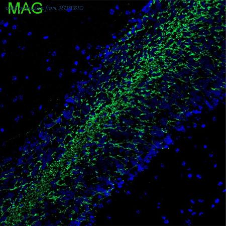 HUABIO HA601509 image 1