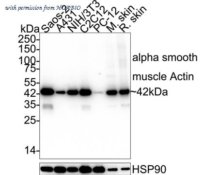 HUABIO HA601546 image 1