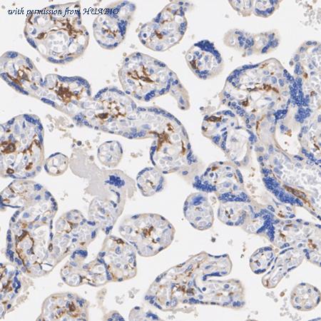 HUABIO HA601549 image 2