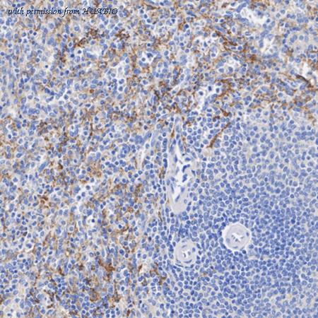 HUABIO HA601549 image 3