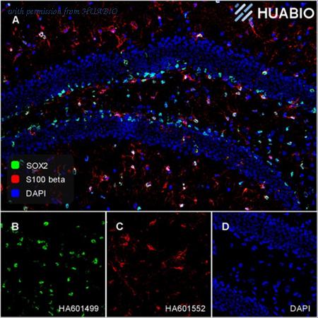 HUABIO HA601552 image 2
