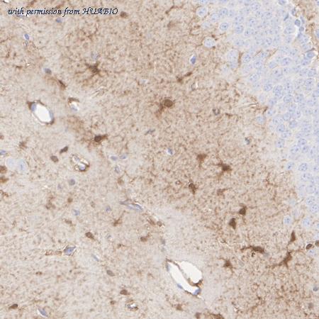 HUABIO HA601552 image 3