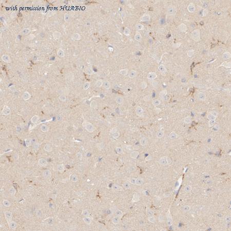 HUABIO HA610233 image 2