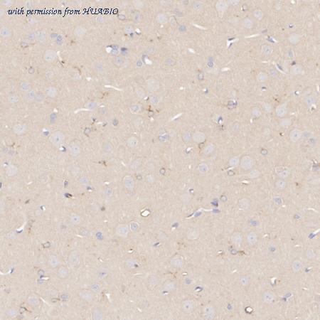 HUABIO HA610233 image 3