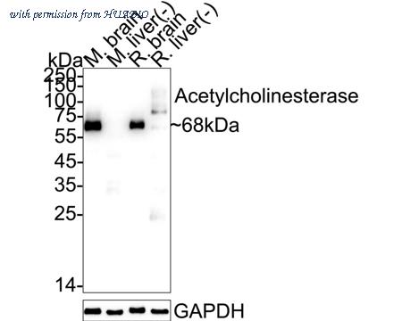 HUABIO HA610240 image 3