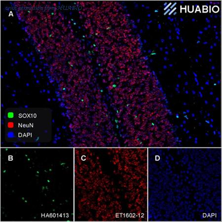 HUABIO HA610253 image 1