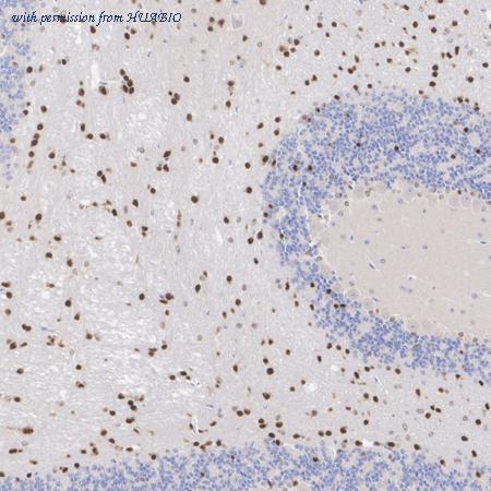 HUABIO HA610253 image 3