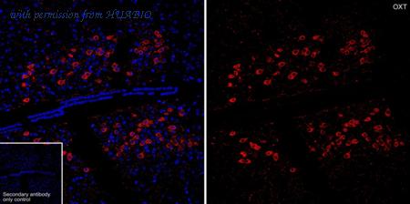 HUABIO HA610265 image 2