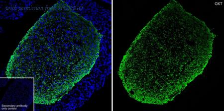 HUABIO HA610266 image 3