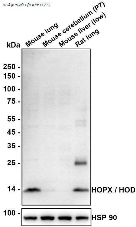 HUABIO HA610318 image 2