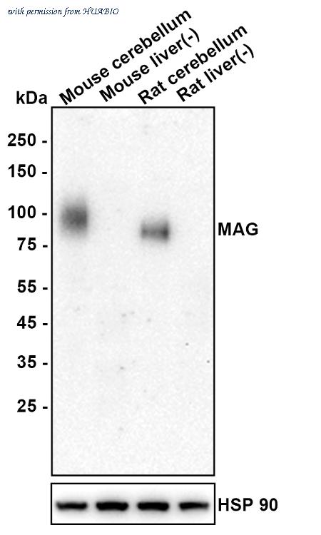 HUABIO HA610339 image 2