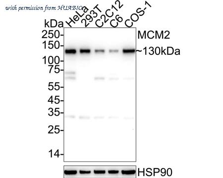 HUABIO HA610350 image 1
