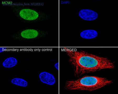 HUABIO HA610350 image 2