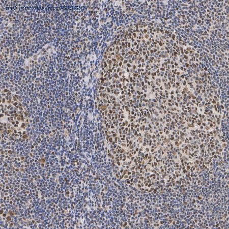 HUABIO HA610350 image 3