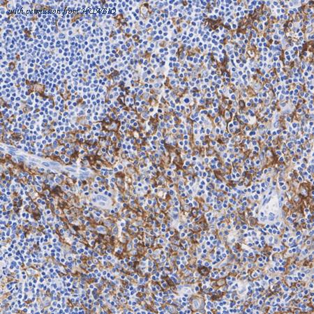 HUABIO HA610361 image 3