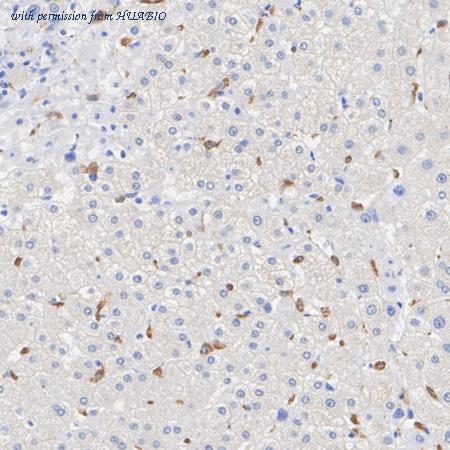 HUABIO HA610364 image 1