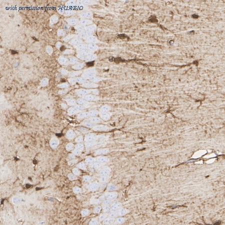 HUABIO HA610366 image 3