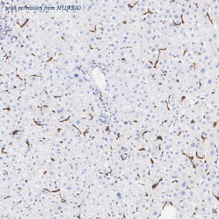 HUABIO HA723708 image 2