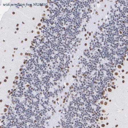 HUABIO HA751496 image 3