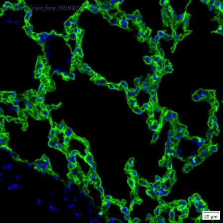 HUABIO IRS090RB image 1