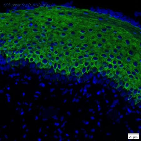 HUABIO IRS133RB image 1