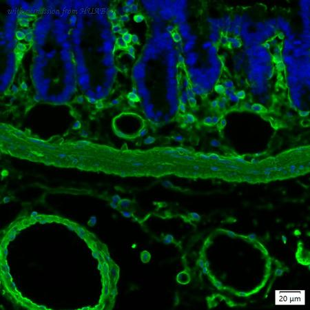 HUABIO IRS219MS image 1