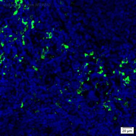 HUABIO IRS276RT image 1