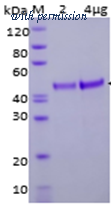 HitGen HGE3_RNF114_ASSM image 1