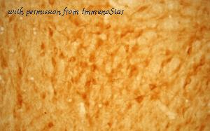 ImmunoStar 20074 image 1