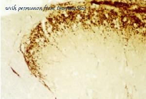 ImmunoStar 24112 image 1