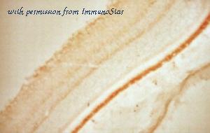 ImmunoStar 24459 image 1